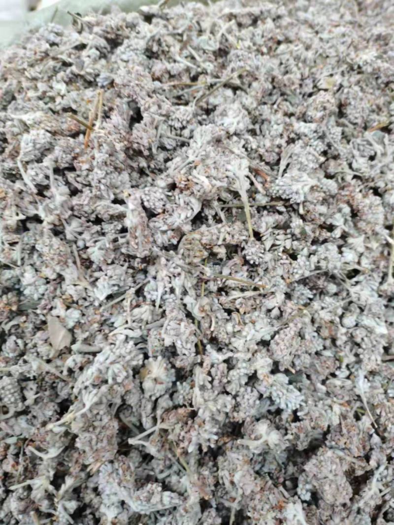 密蒙花，贵州野生密蒙花，染色花，2022年新品