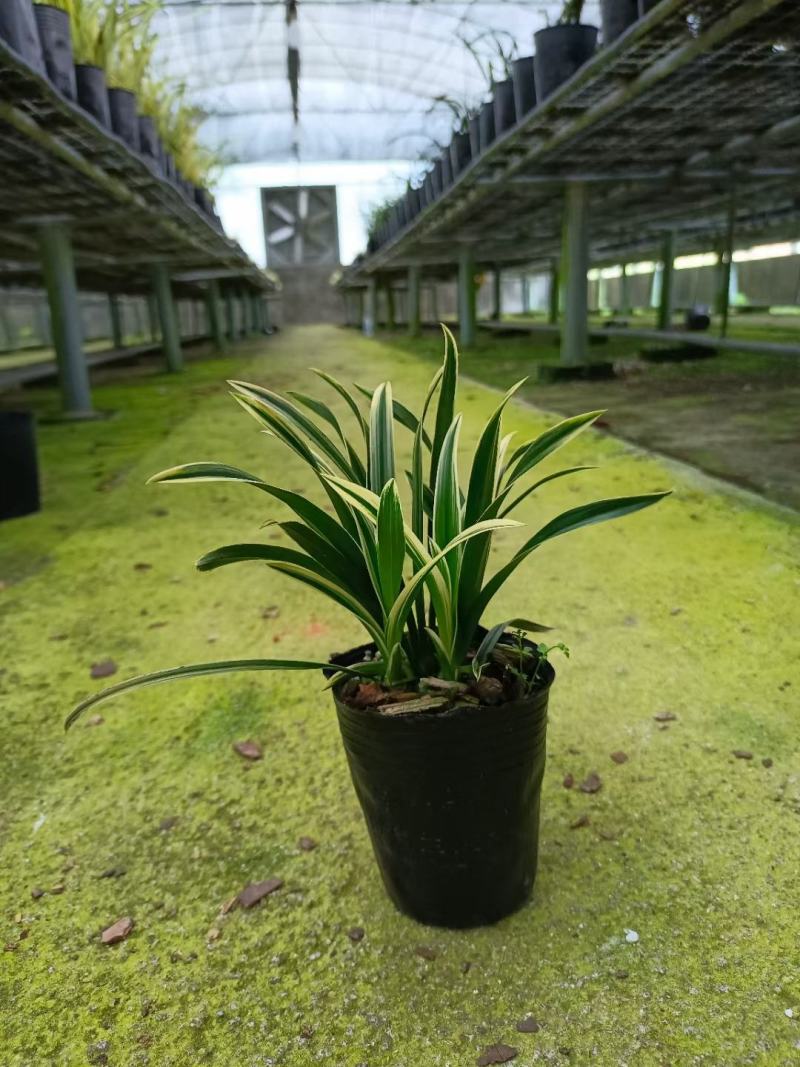 兰花建兰艺草艺兰漂亮线艺花卉1组4苗连体批发