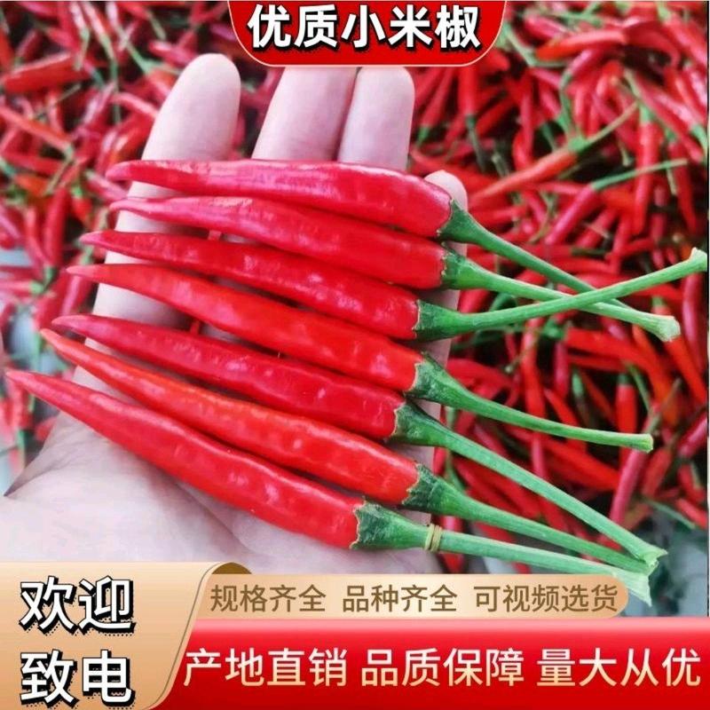 海南朝天椒小米椒精品米椒艳红辣椒万亩产区大量上市中