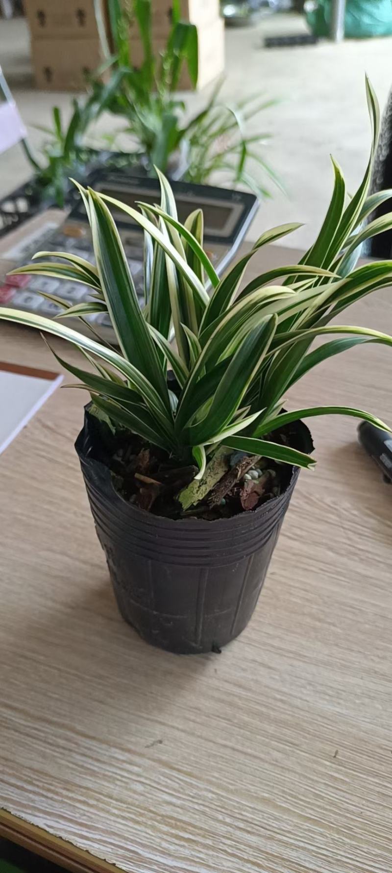 兰花建兰艺草艺兰漂亮线艺花卉1组4苗连体批发
