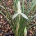 兰花莲瓣兰碧龙玉素雪白素心花卉1组2苗连体批发