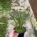 兰花莲瓣兰碧龙玉素雪白素心花卉1组2苗连体批发