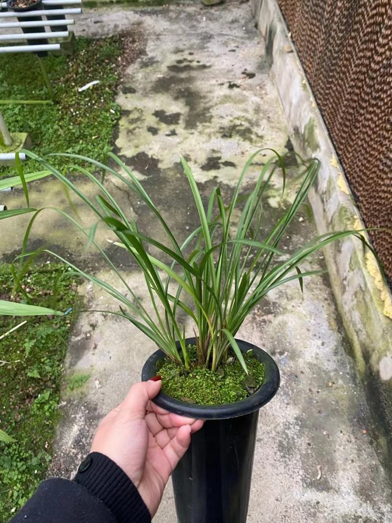 兰花莲瓣兰碧龙玉素雪白素心花卉1组2苗连体批发