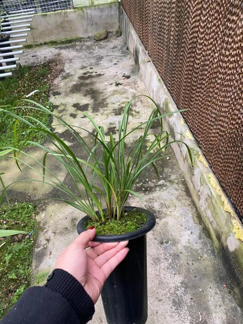 兰花莲瓣兰碧龙玉素雪白素心花卉1组2苗连体批发
