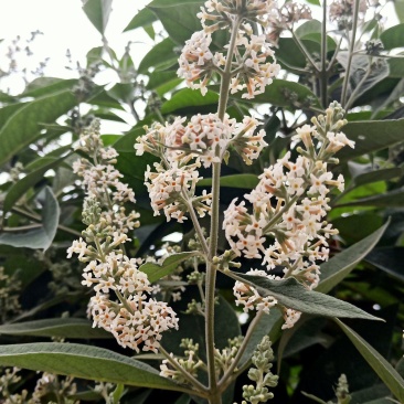 密蒙花，贵州野生密蒙花，染色花，2022年新品