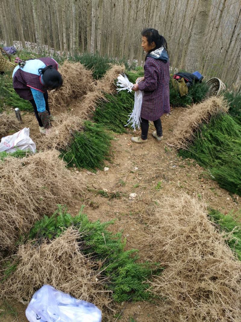 正宗曼地亚红豆杉苗两年优质扦插苗基地直发一手货源质量保障