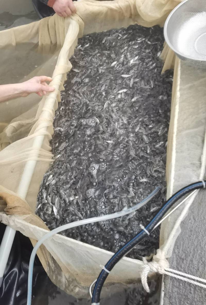 优鲈三号，诚信经营，现货出售，质量保证