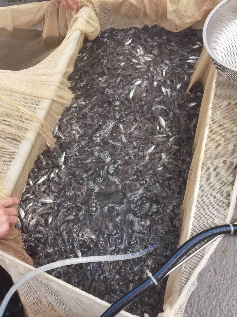 优鲈三号，诚信经营，现货出售，质量保证