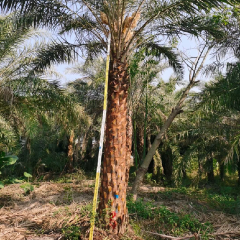 中东海枣（银海枣）杆高2-10米现货，棕榈树种植基地农户