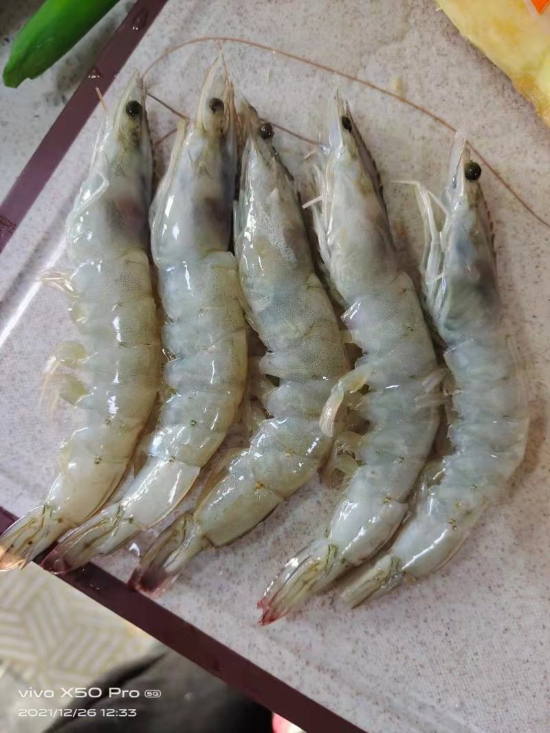 盐田大虾我们公司各种行号都有，各大商场来采购，