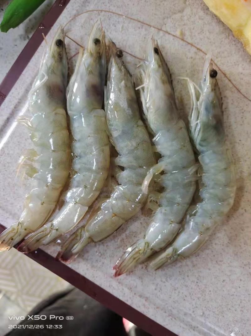 盐田大虾我们公司各种行号都有，各大商场来采购，