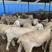 澳洲白绵羊澳寒杂交改良品种澳湖改良绵羊高产多胎高效益