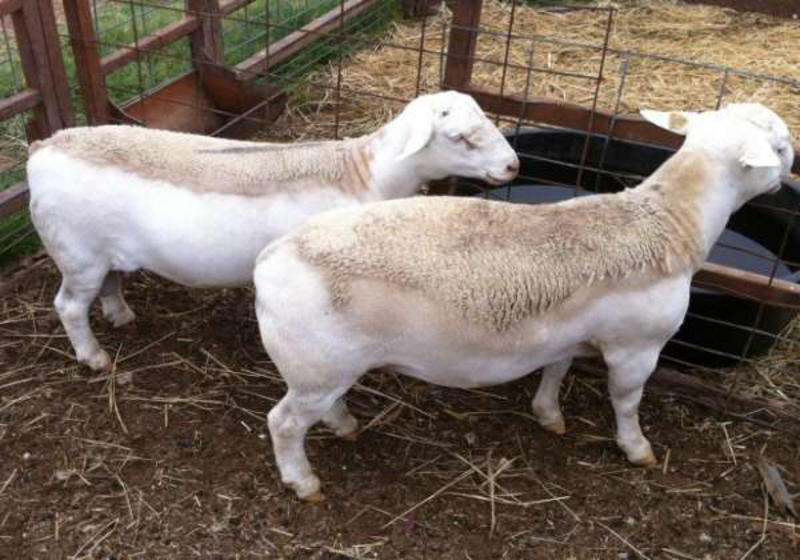 澳洲白绵羊澳寒杂交改良品种澳湖改良绵羊高产多胎高效益