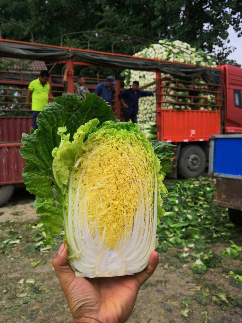 基地长菜，大白菜开园。质优价廉！欢迎大家选购