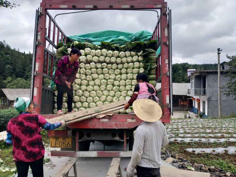 基地长菜，大白菜开园。质优价廉！欢迎大家选购