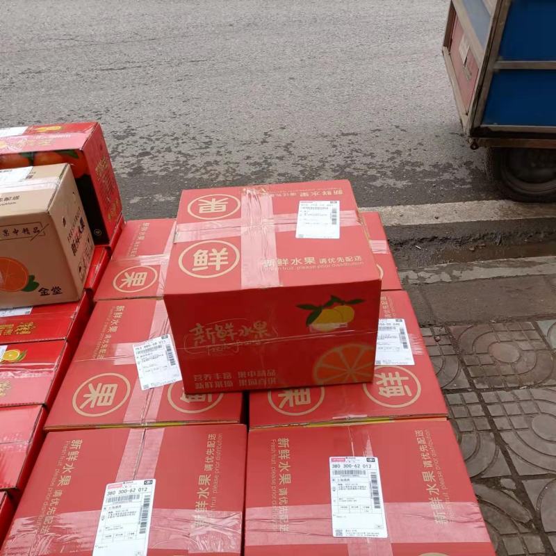 金堂脐橙树上