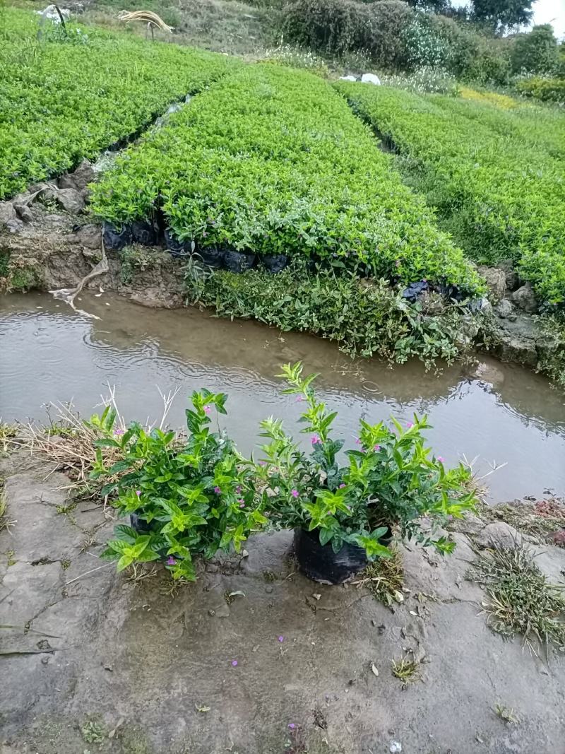 基地供应毛杜鹃杯苗欢迎各大采购老总实地考察