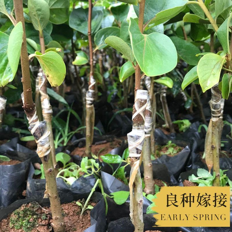 新品种无籽火晶柿子苗软柿子即摘即吃柿子树苗南北方种植耐寒
