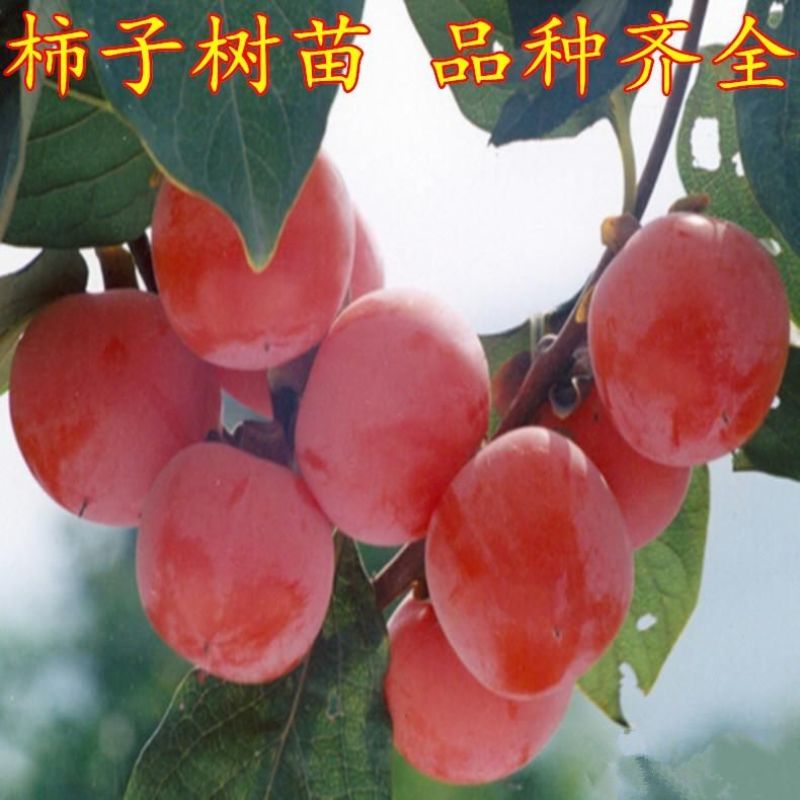 新品种无籽火晶柿子苗软柿子即摘即吃柿子树苗南北方种植耐寒