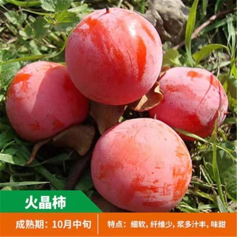 新品种无籽火晶柿子苗软柿子即摘即吃柿子树苗南北方种植耐寒