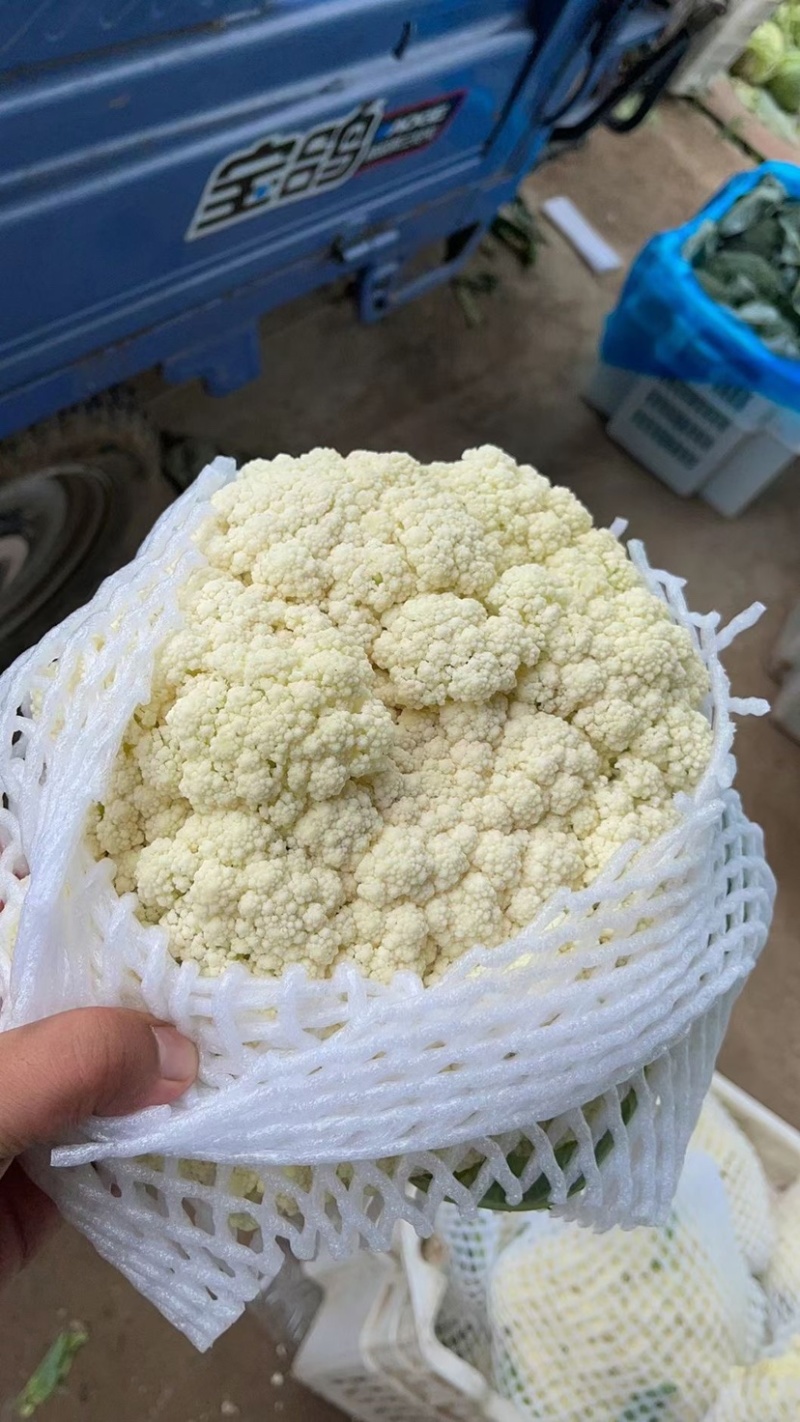 【精品花菜】产地直供商超品质支持打冷各类包装等