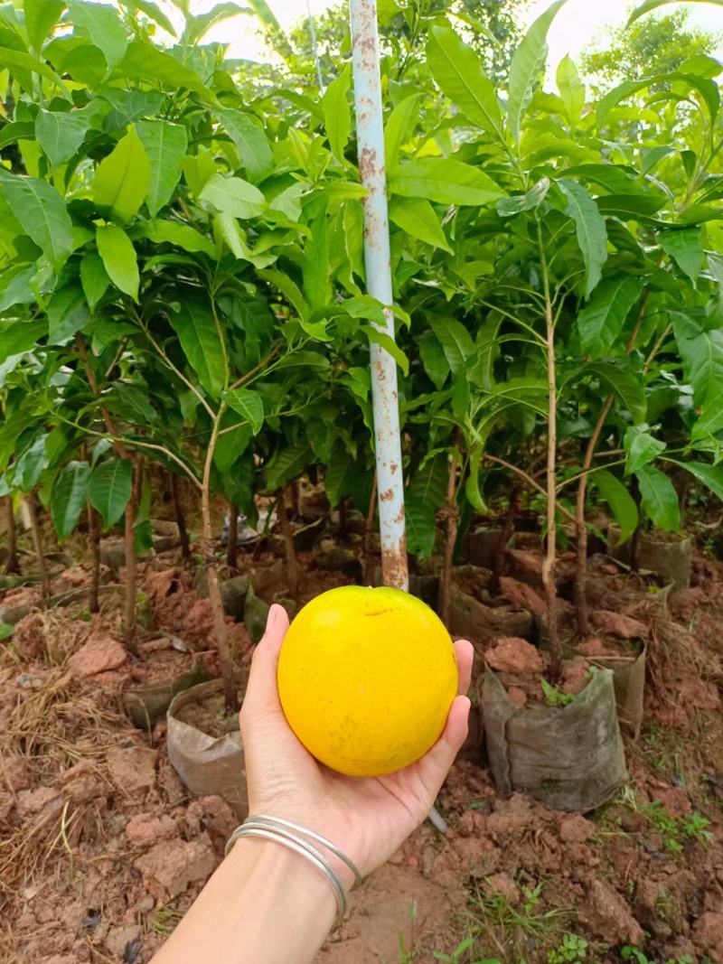 黄晶果树苗台湾黄金果冬蜜久蜜四季黄晶果苗带土带叶盆栽地栽
