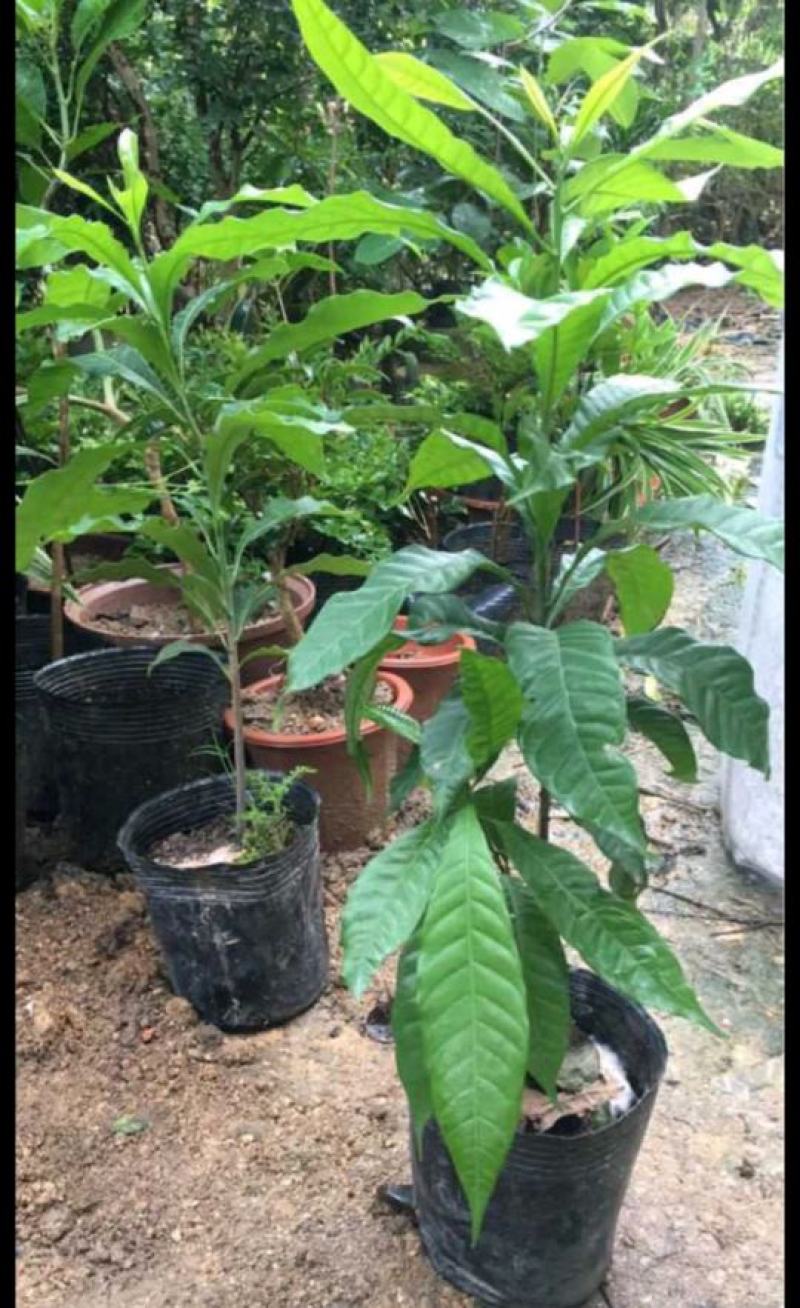 黄晶果树苗台湾黄金果冬蜜久蜜四季黄晶果苗带土带叶盆栽地栽