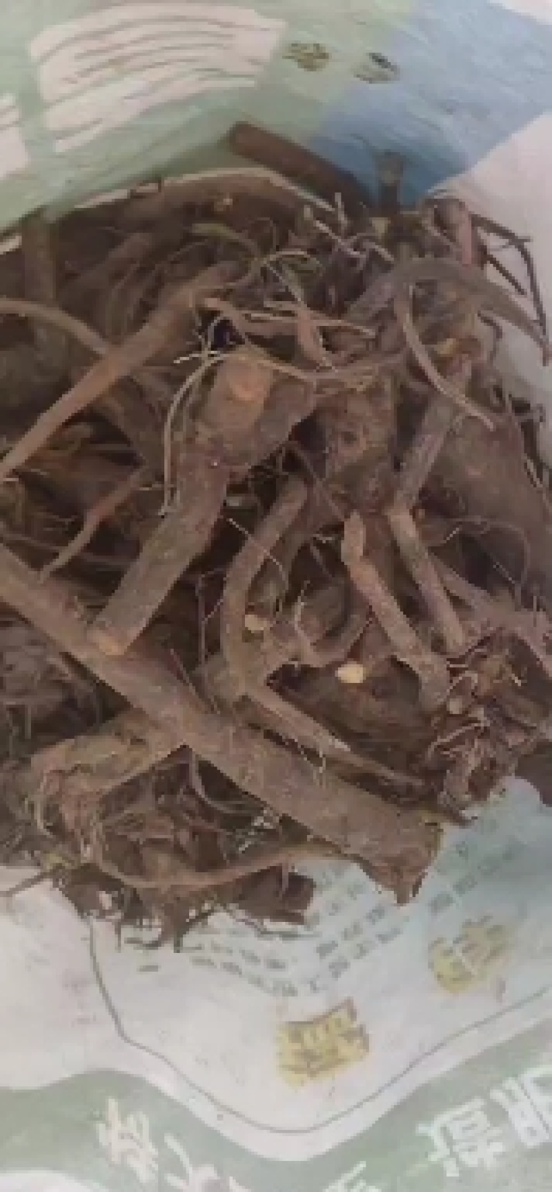 俄罗斯饲料菜根牧草种子进口饲料菜适口性强