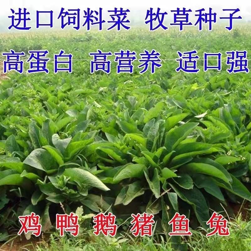俄罗斯饲料菜根牧草种子进口饲料菜适口性强