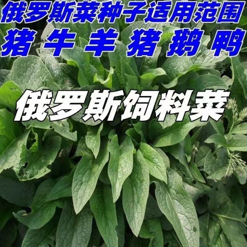 俄罗斯饲料菜根牧草种子进口饲料菜适口性强