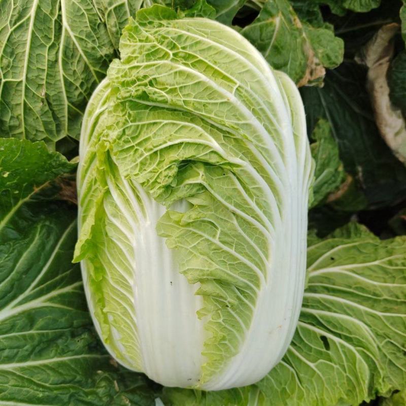 云南黄心大白菜