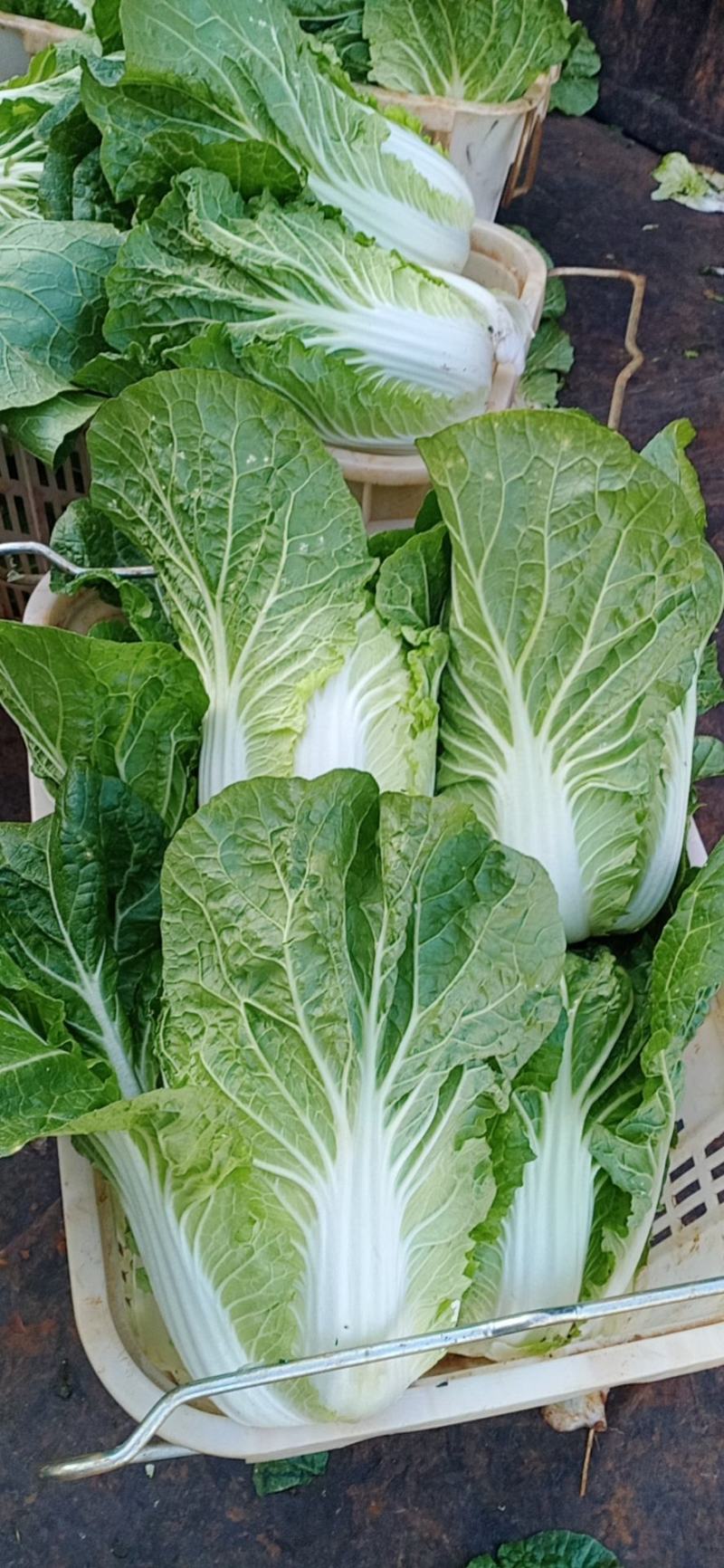 云南黄心大白菜