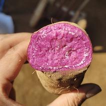 山东红薯-六鳌蜜薯优质紫罗兰大量供应市场电商加工厂