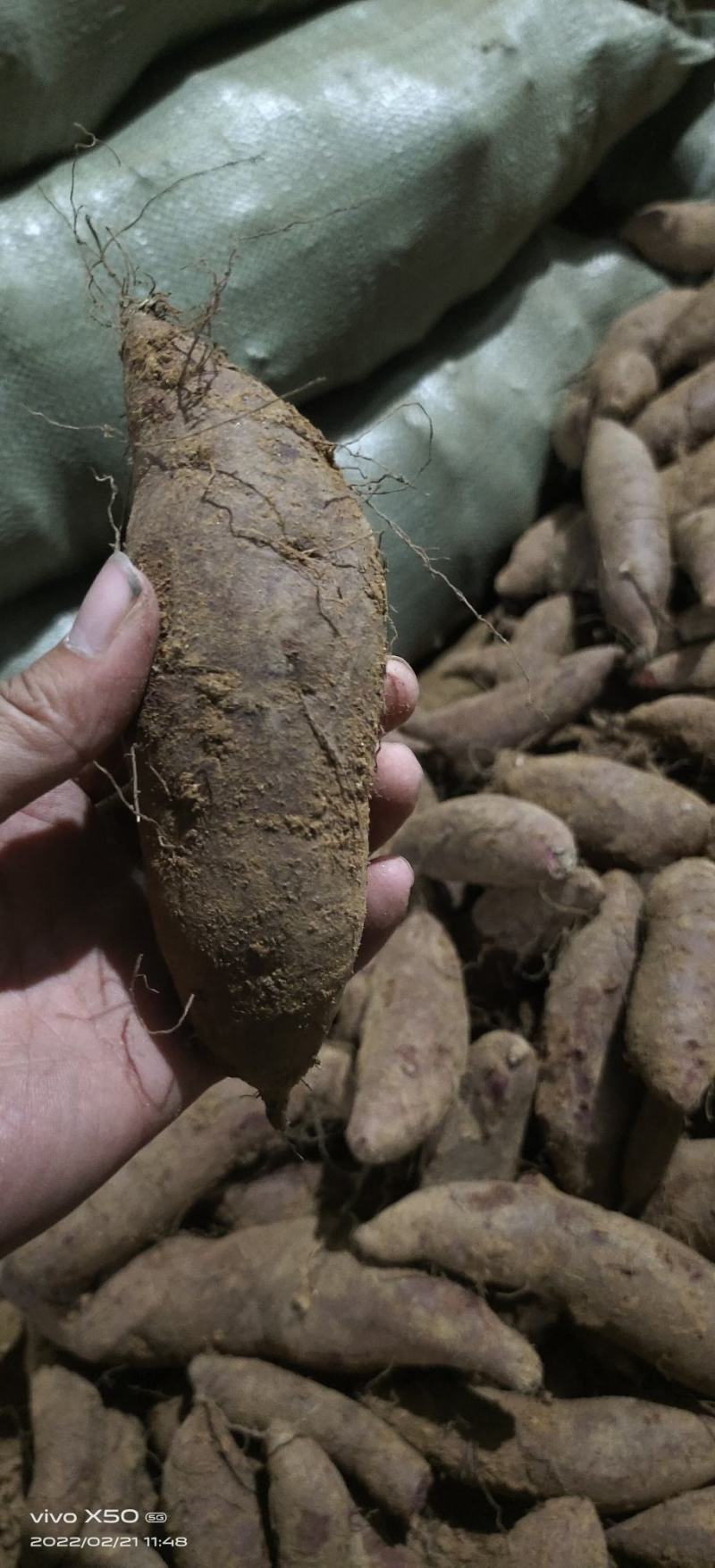 山东红薯-六鳌蜜薯优质紫罗兰大量供应市场电商加工厂