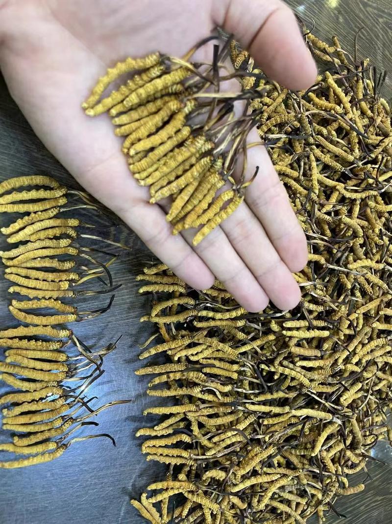 西藏昌都高海拔野生冬虫夏草3根1克的（包邮）