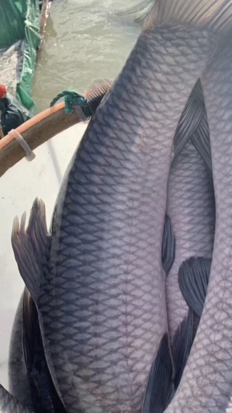 青鱼