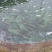 鲟鱼