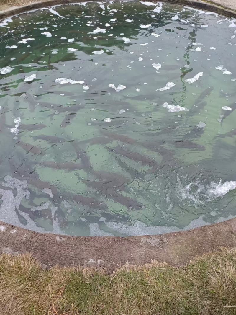 鲟鱼