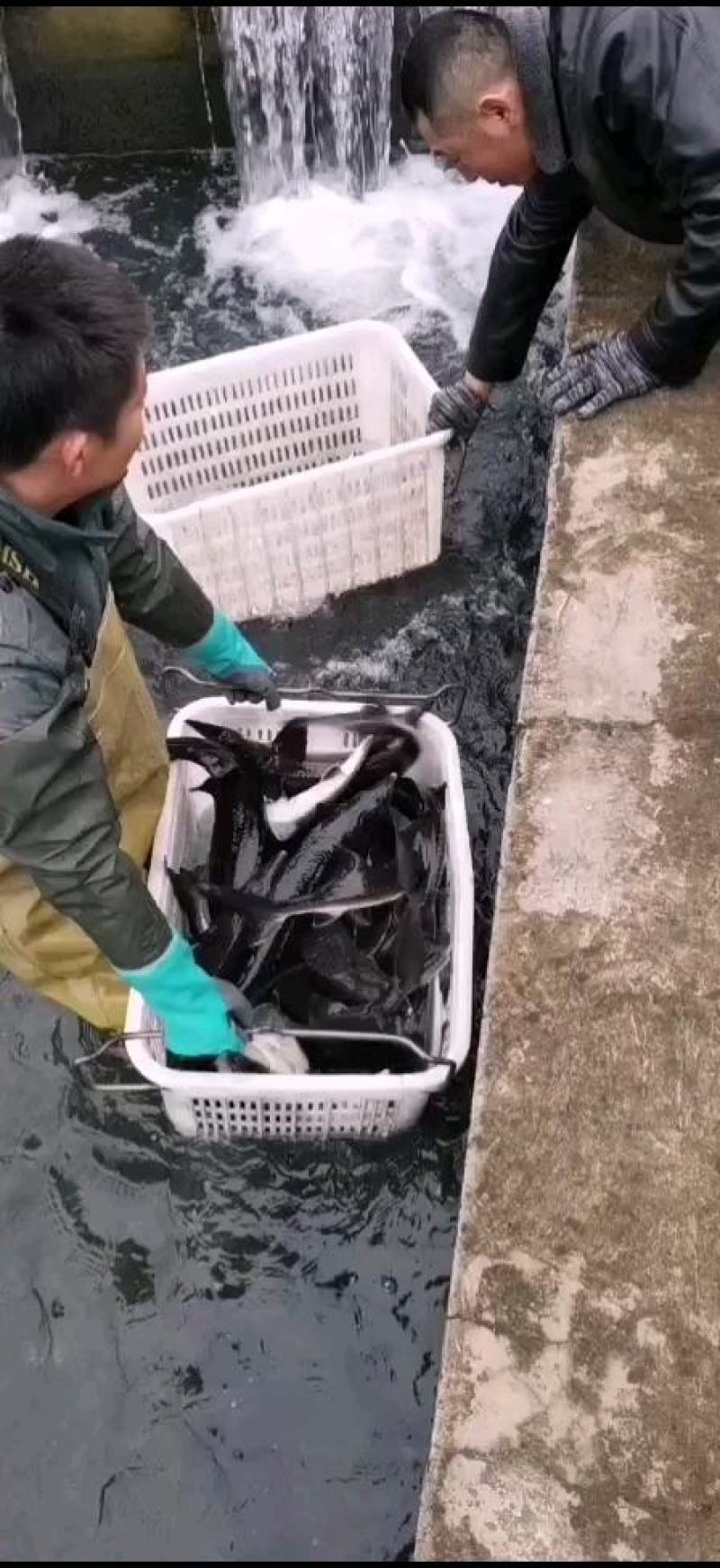 鲟鱼