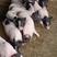 巴马香猪幼崽，养殖基地直发，疫苗检疫过关，好饲养