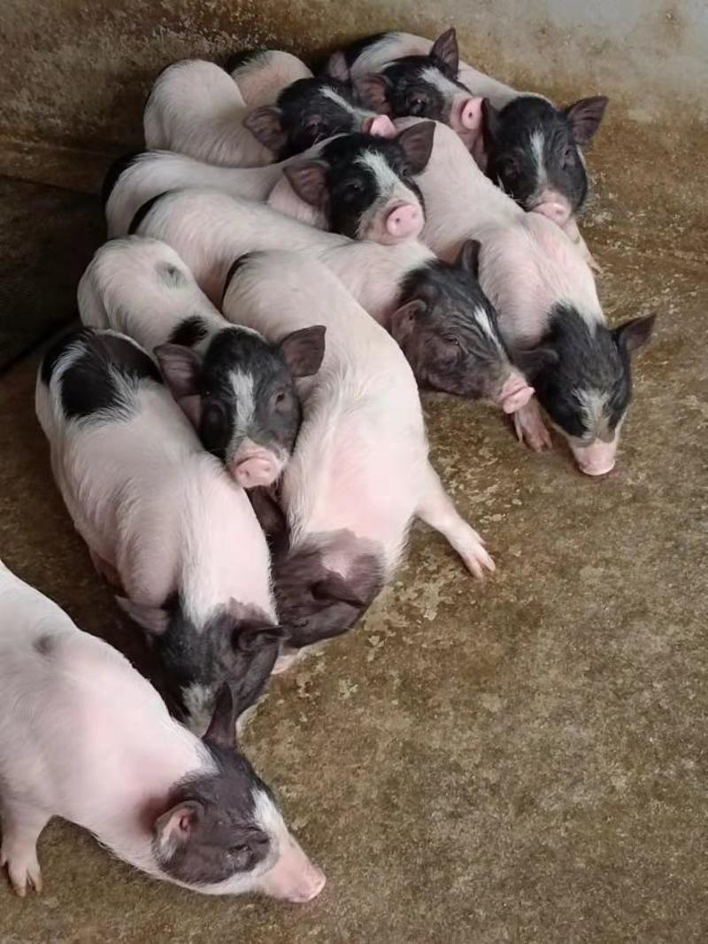 巴马香猪幼崽，养殖基地直发，疫苗检疫过关，好饲养