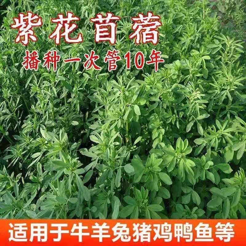 紫花苜蓿牧草种子牧草之王发芽率高牛羊兔鸡鸭鹅鱼
