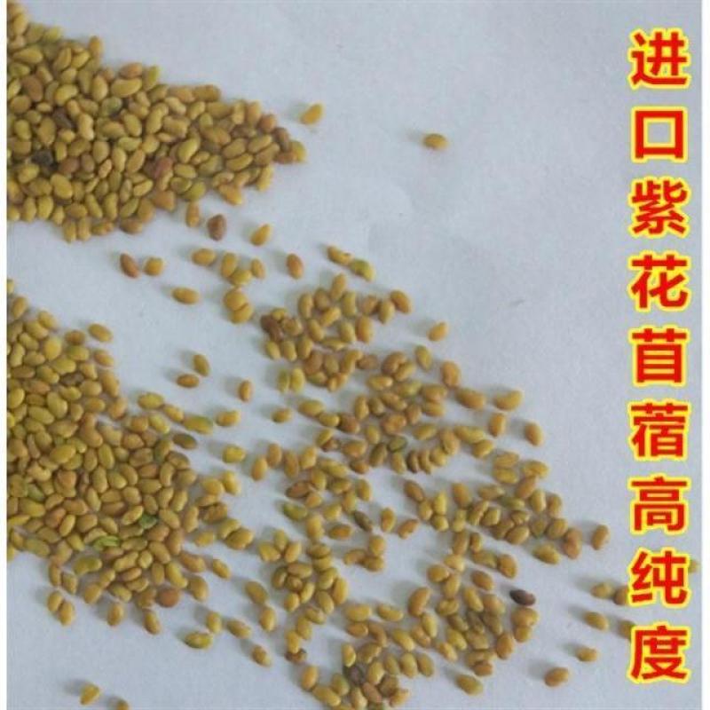 紫花苜蓿牧草种子牧草之王发芽率高牛羊兔鸡鸭鹅鱼