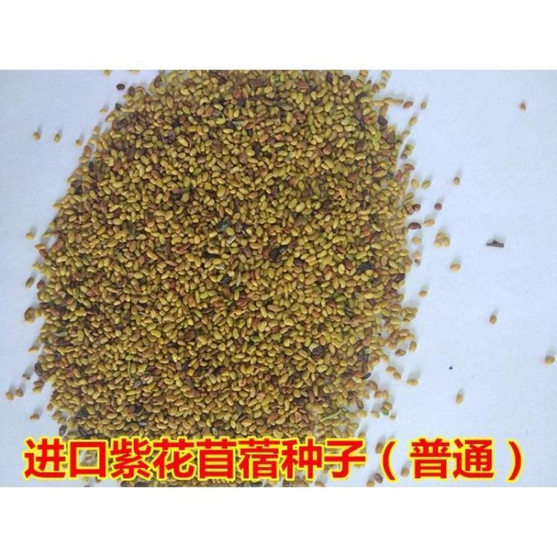 紫花苜蓿牧草种子牧草之王发芽率高牛羊兔鸡鸭鹅鱼