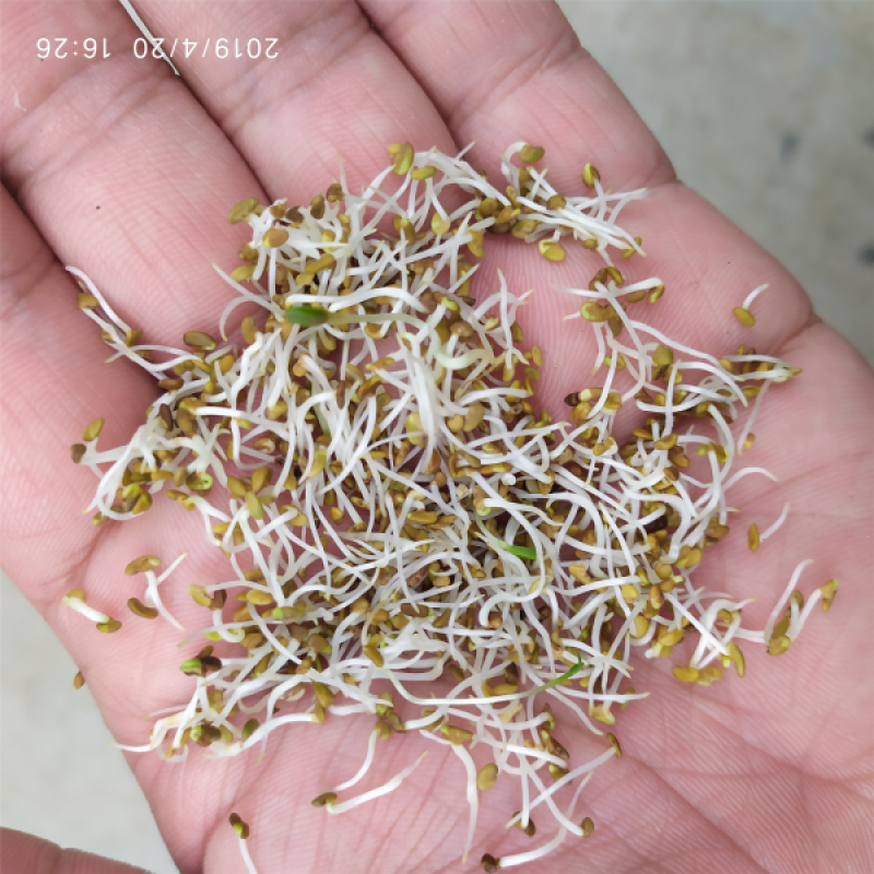 紫花苜蓿牧草种子牧草之王发芽率高牛羊兔鸡鸭鹅鱼