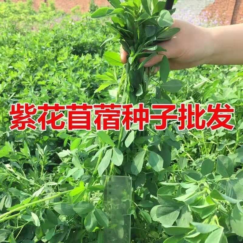 紫花苜蓿牧草种子牧草之王发芽率高牛羊兔鸡鸭鹅鱼