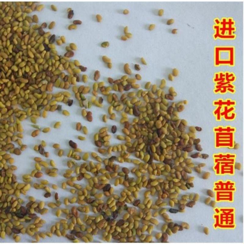 紫花苜蓿牧草种子牧草之王发芽率高牛羊兔鸡鸭鹅鱼