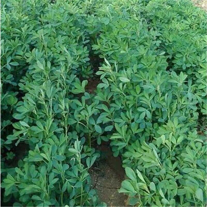 紫花苜蓿牧草种子牧草之王发芽率高牛羊兔鸡鸭鹅鱼