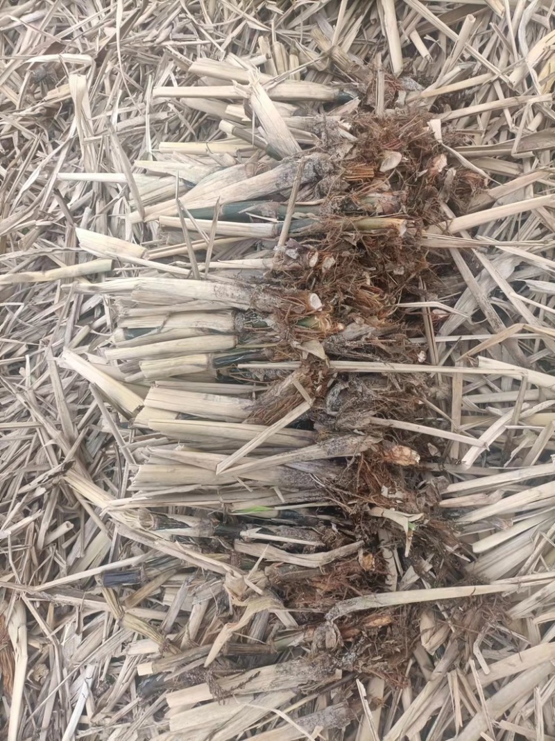 茭白苗大量现货