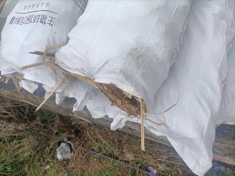 茭白苗大量现货